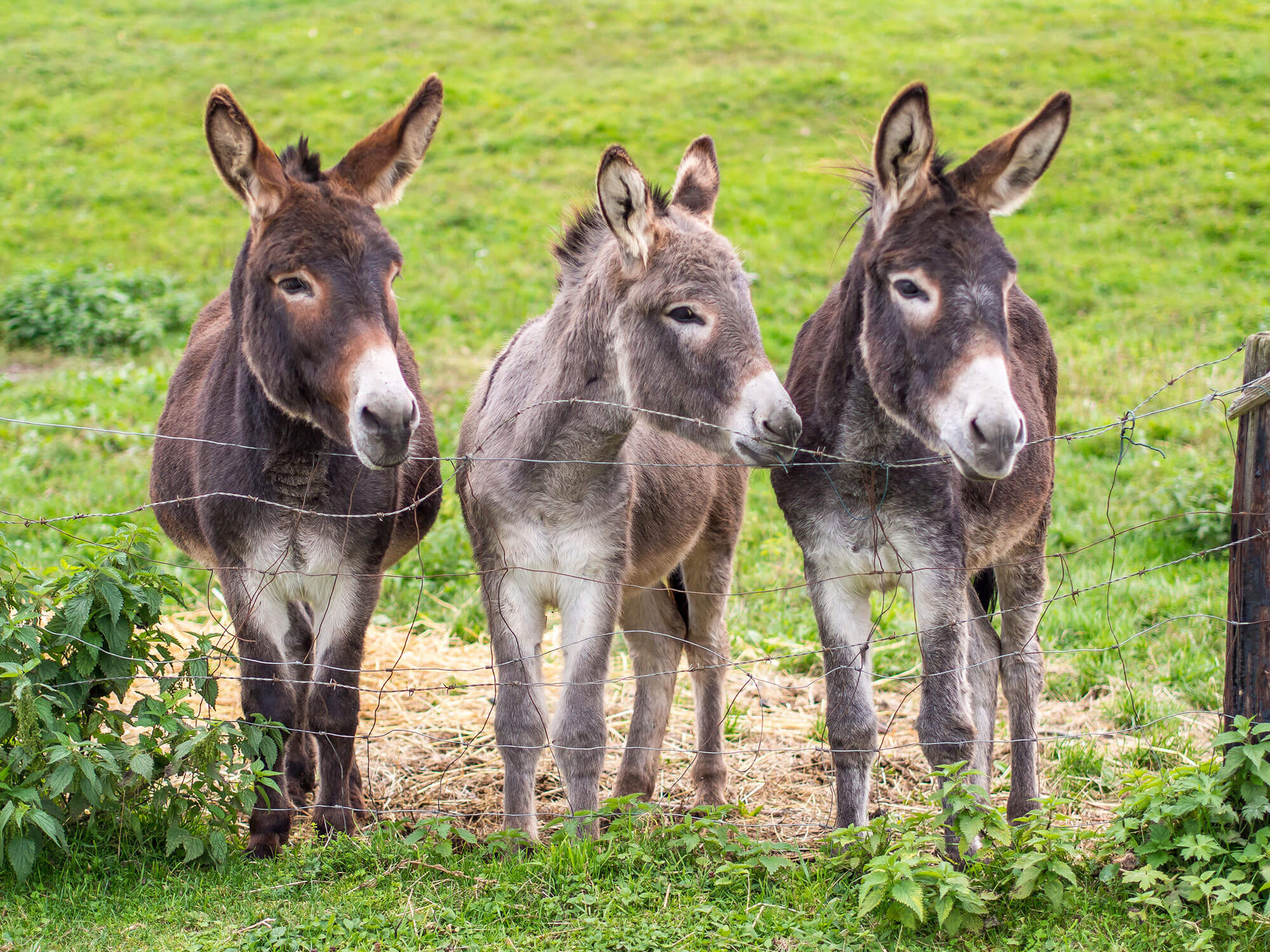 Circular hike Lachwiesen hut